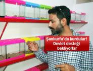 Şanlıurfa’da akrep tesisi kuran kardeşler, devlet desteği istiyor