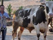Tam 1.2 ton ağırlığında!