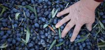 Zeytin üreticilerine peşin ödeme yapılacak!