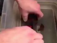 Köpekbalığının doğum anı kamerada