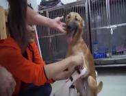 Protez bacaklarına kavuşan köpeğin mutluluğu