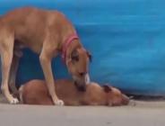Yaşamını yitiren arkadaşını uyandırmaya çalışan köpek