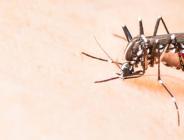 Zika virüsü spermde 6 ay yaşayabiliyor